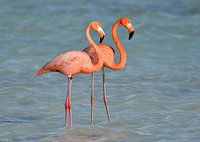 Flamingos auf Bonaire