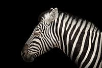 Elegant zebra