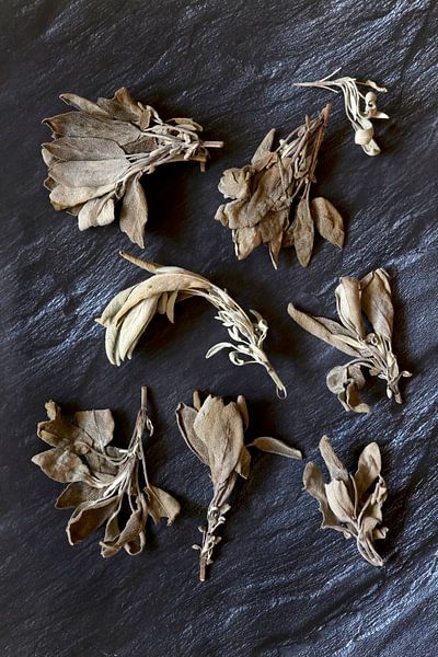 Salbei von Thomas Jäger