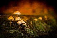 Mysterious mushrooms in the moss
