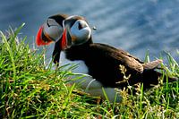 puffins in the grass