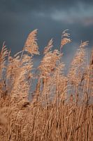 Landscape with reed and a swan. Fine art photography. Wall decoration. Moody and earth tones