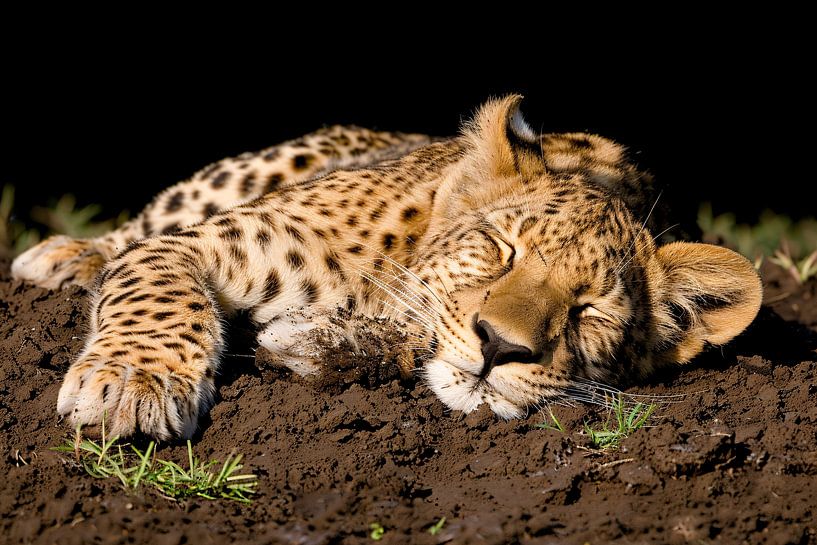 Leopard schläft friedlich auf der Erde von Imperial Art House