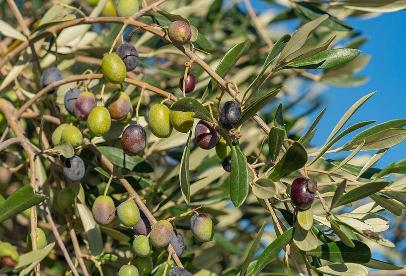 Olivenbaum von Achim Prill