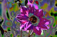 Close up of a pale pink dahlia pinnata