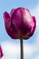 Dieproze tulp