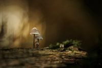 Small, smaller, smalst