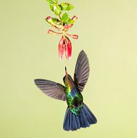 Hummingbird Lesser violetear in Costa Rica