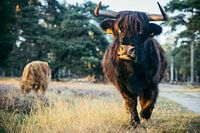 Scottish Highlander on the Wezepsche Heide