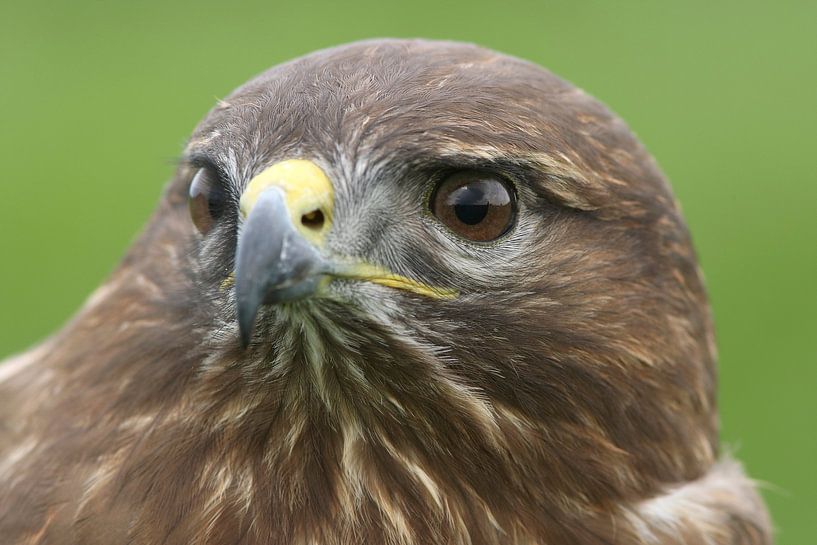 Mäusebussard (Buteo buteo) von Ronald Pol