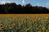 Sonnige Fülle: ein Meer von strahlenden Sonnenblumen