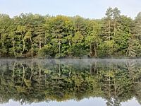 Wald am Rande eines Sees mit Nebel