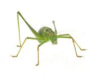 Zobelmantis