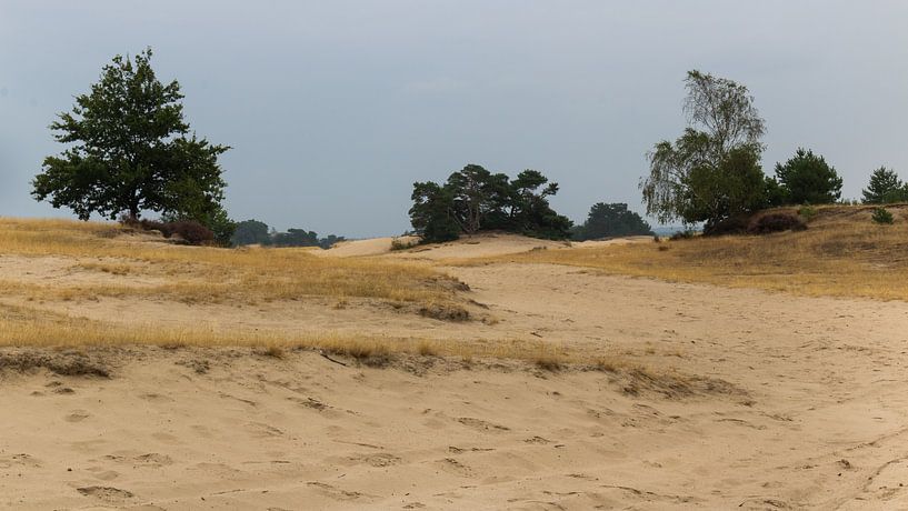 Groen Droog en Zanderig van Richard de Ruijter