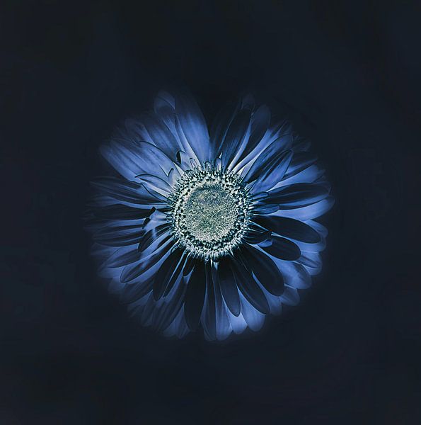 Die Natur als Künstlerin. von Saskia Dingemans Awarded Photographer