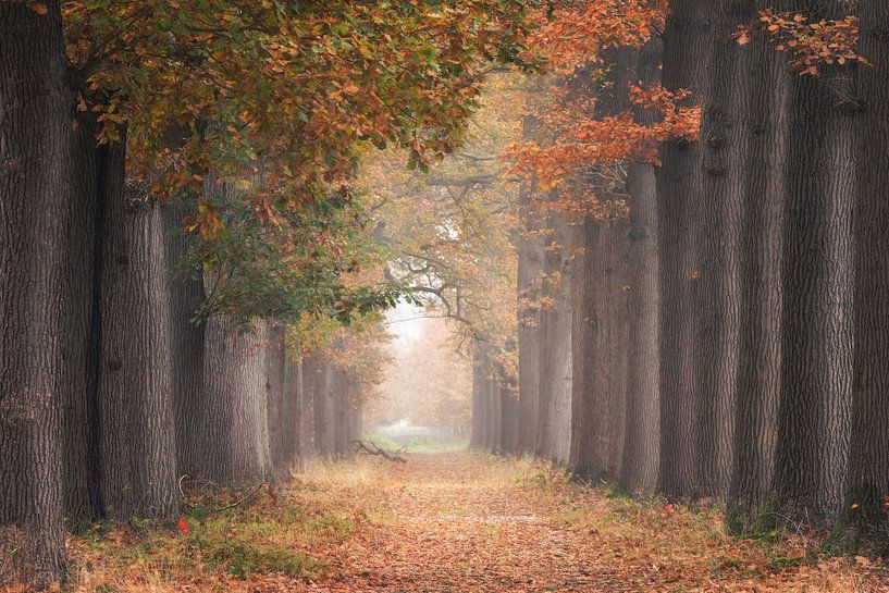 Soft autumn colors by Roelie Steinmann