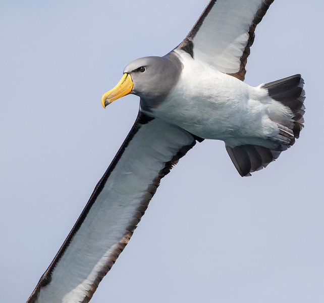Chathamalbatros, Thalassarche eremita par Beschermingswerk voor aan uw muur