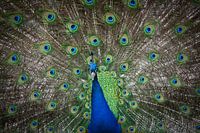 Pfau mit ausgebreiteten Federn 2