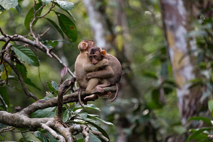 Jemand braucht eine Umarmung?  von Stijn Schepers