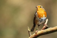 Roodborst op een tak