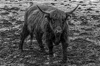 Scottish Highlander in Black and White