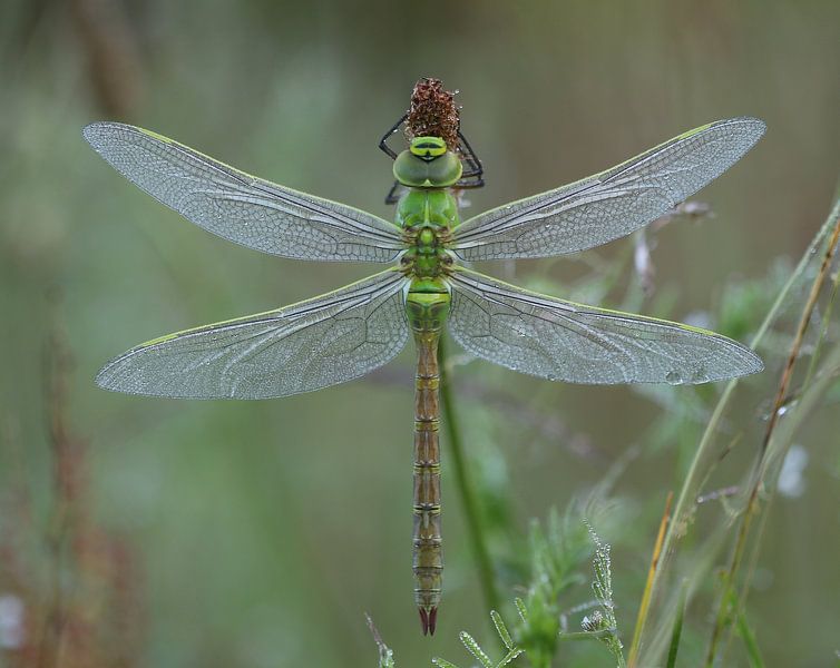 Große Königslibelle von Matthias Brix