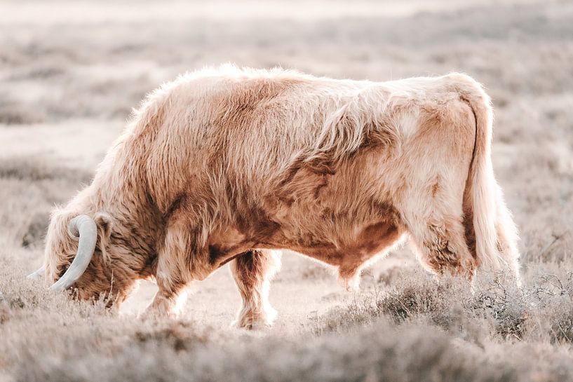 Un Highlander écossais blond sur la Veluwe par Melissa Peltenburg