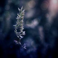 Verträumtes Getreide.