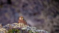 Kestrel in Brittany