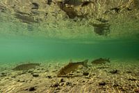 manger du chevesne ; manger du chevreau