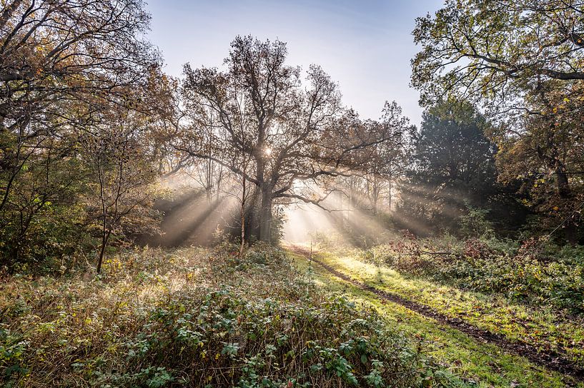 Sonnenstrahlen im Wald von Adriaan Westra