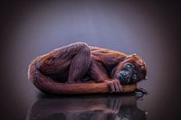 le singe hurleur rouge vous regarde d'un air attendrissant