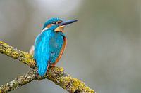 Common Kingfisher (The Netherlands)