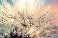 Paardenbloem mystiek - Mystical Dandelion