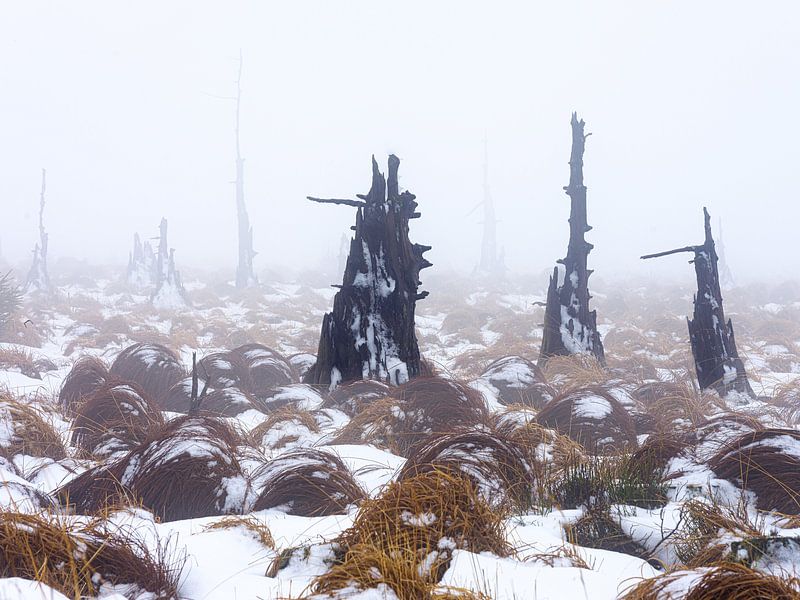 Le paysage des arbres morts par Eddy Westdijk