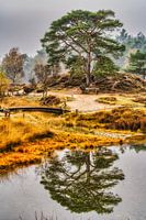The heather mirrored in the water, Heidestein