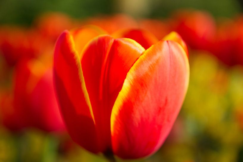 Bloei par Jessica Lau