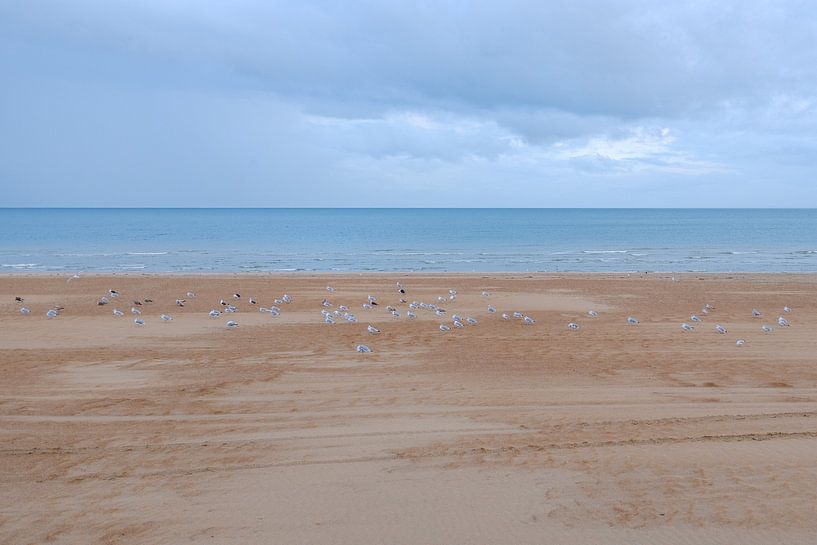 Les mouettes sur la plage par Johan Vanbockryck