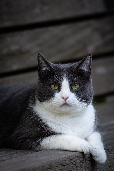 Cat sees you by fotomeisjeuitbrabant