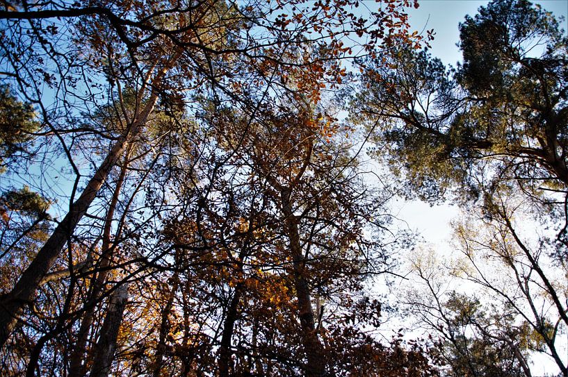 Een herfstbos in het zonlicht par DoDiLa Foto's