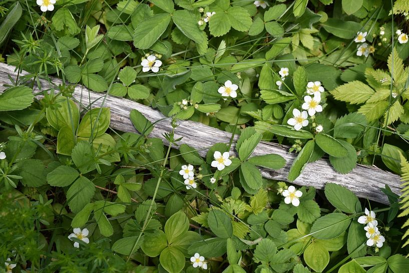 Wildblumen im Frühling von Claude Laprise