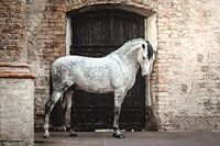 White horse in front of door in church