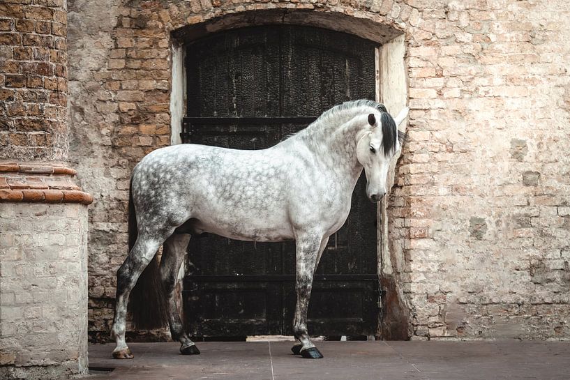 Weißes Pferd vor der Tür in der Kirche von Shirley van Lieshout