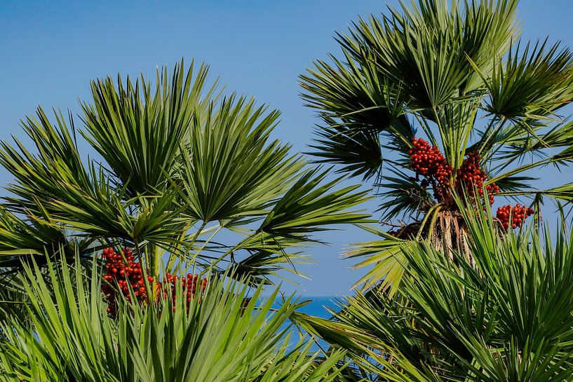 Zwergpalmen am Golf von Castellammare, Scopello, Sizilien, Italien von Mieneke Andeweg-van Rijn