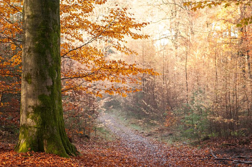 Speulderbos by Nancy van Verseveld