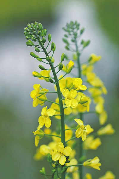 Chou à fleurs par MMFoto