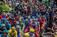 The peloton of the Tour de France