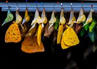 Knospende Schmetterlinge