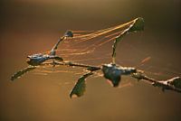 Takje met spinnenrag