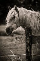Langhaarige Gelassenheit